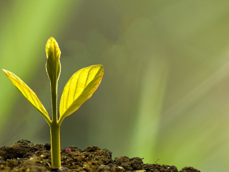 Seedling emerging from the soil under the rays of the morning sun.